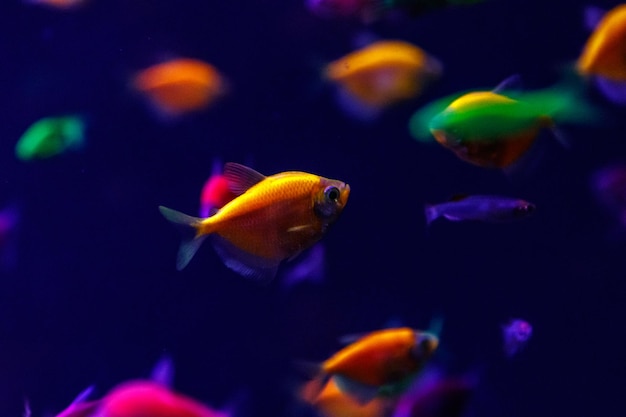 Danio Tetra