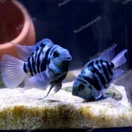 Blue Pollar