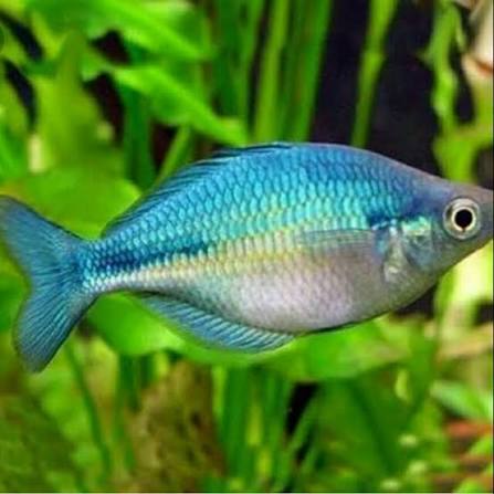 Rainbow Blue