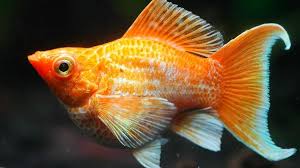 Ikan Moli