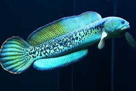 Channa Maru
