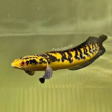 Channa Maru YS Kecil