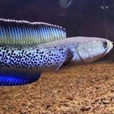 Channa Stewarti