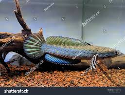 Pulchra