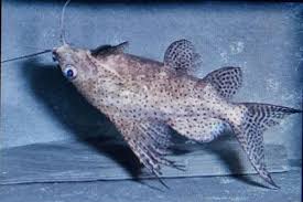 Sinodenfish