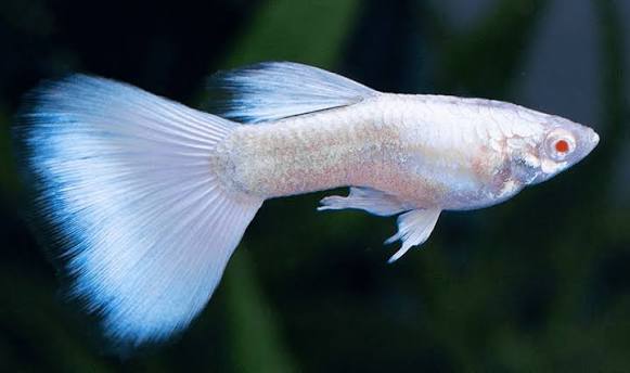 Albino Kecil